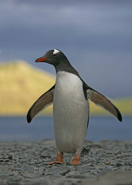 South Georgia Isl, Stromess Bay Gentoo penguin